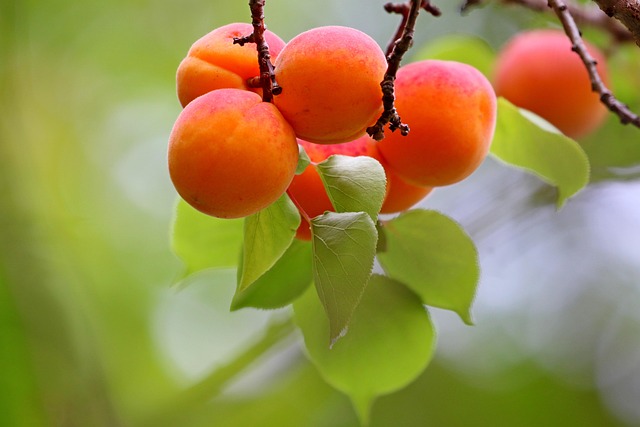 apricot
