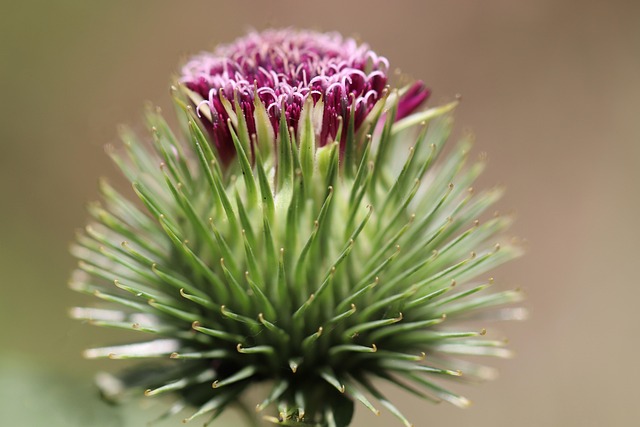 Burdock root