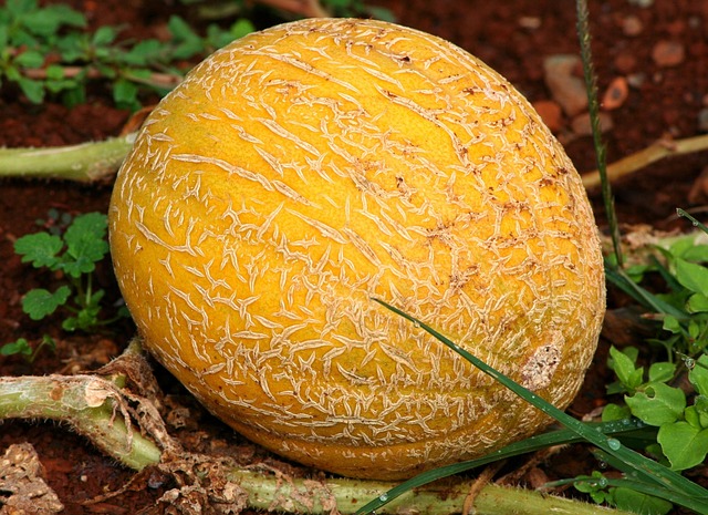 cantaloupe