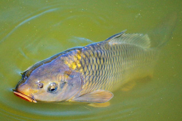 carp