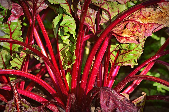 Swiss chard