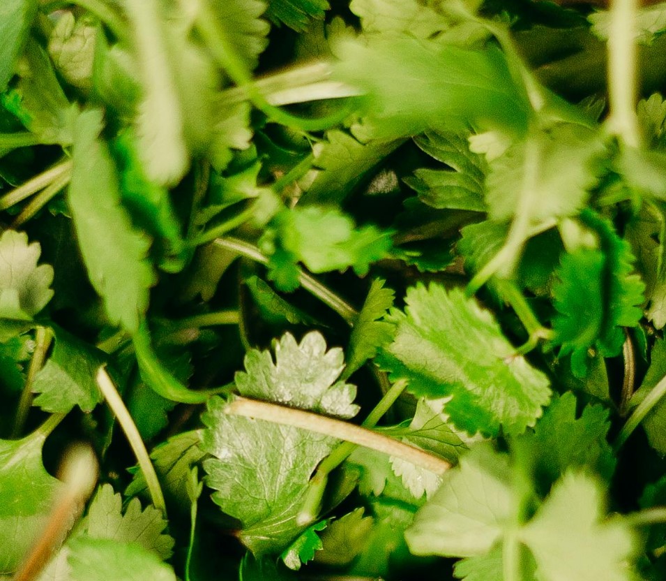 cilantro