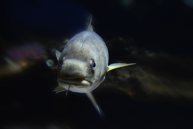 cod