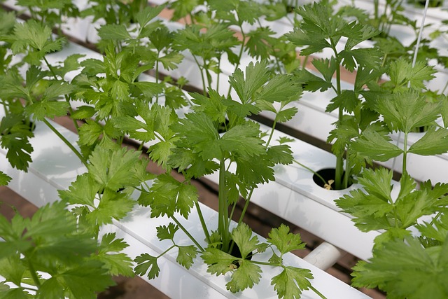 coriander