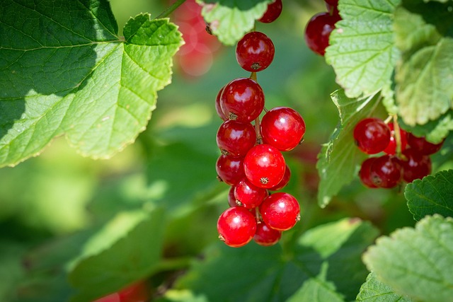red currants