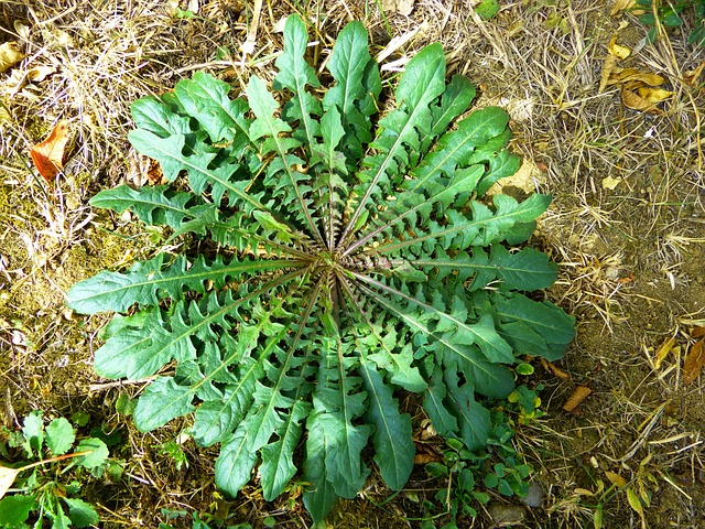 Dandelion Greens