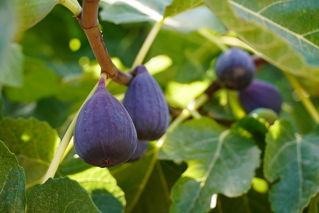 figs