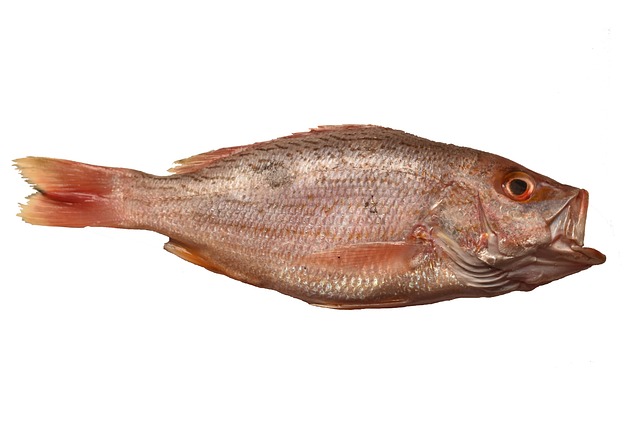 snapper fish