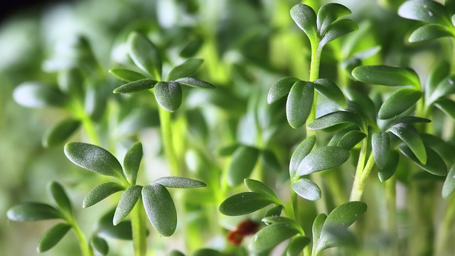 cress