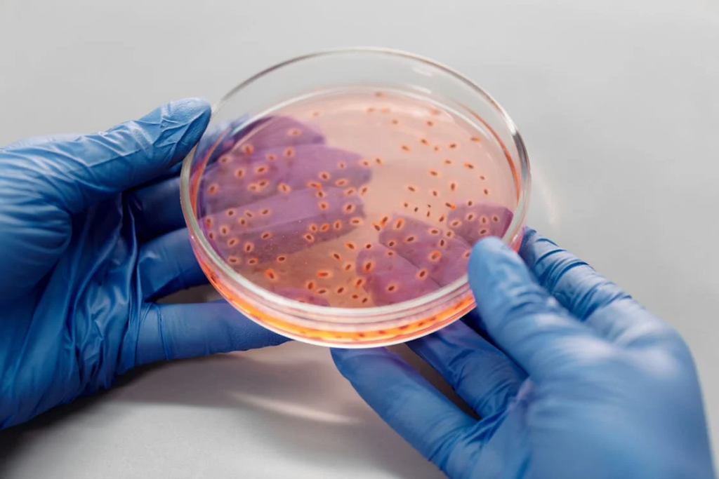 Bacteria in a Petri Dish