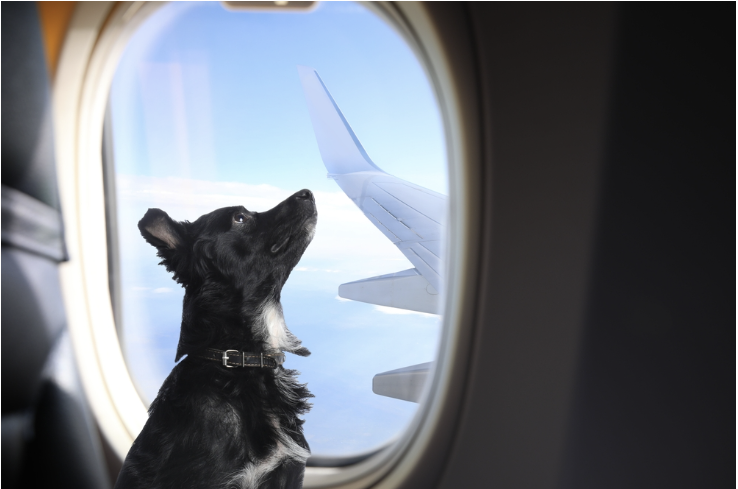 Travelling with pet. Cute long haired dog near window in airplane