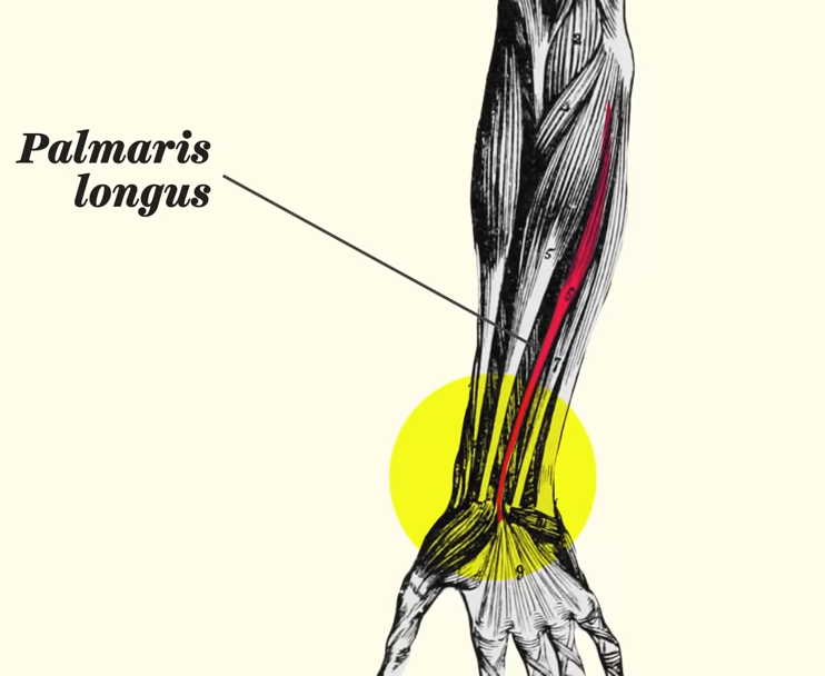 The palmaris longus, which was predominantly used by arboreal primates such as lemurs and monkeys to aid in their movement from branch to branch. 