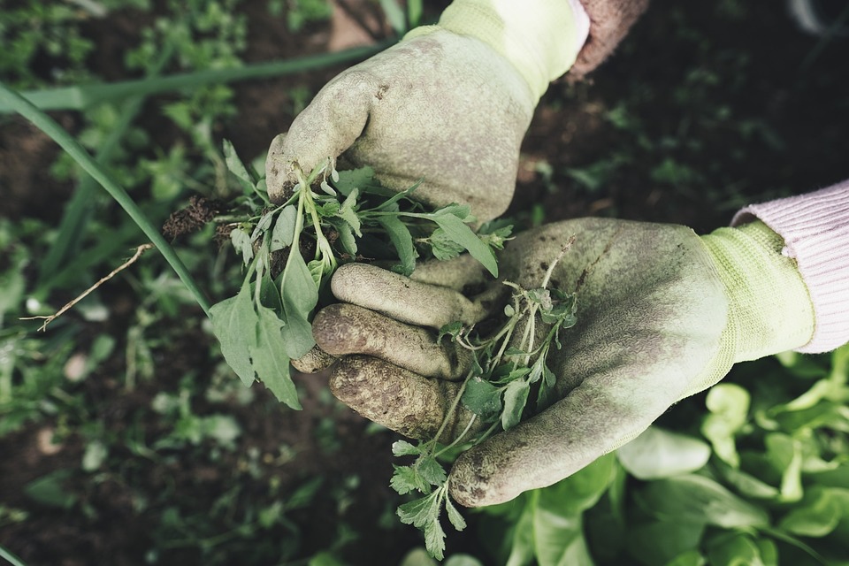 A person in gloves holds a bunch of weeds, illustrating the benefits of gardening for physical activity and dementia risk reduction. 