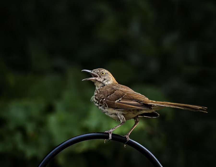 a wild bird