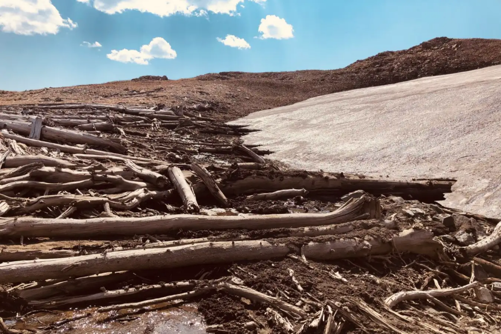 The uncovered whitebark pine trees