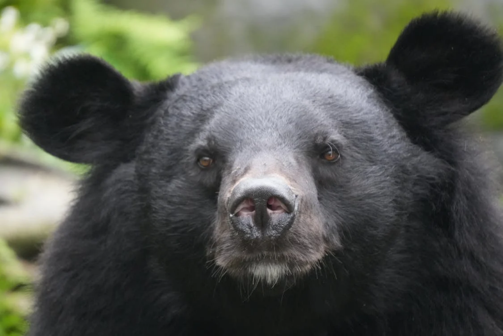 A black bear showcasing its large ears and big nose, highlighting the serious nature of bear interactions and safety concerns.