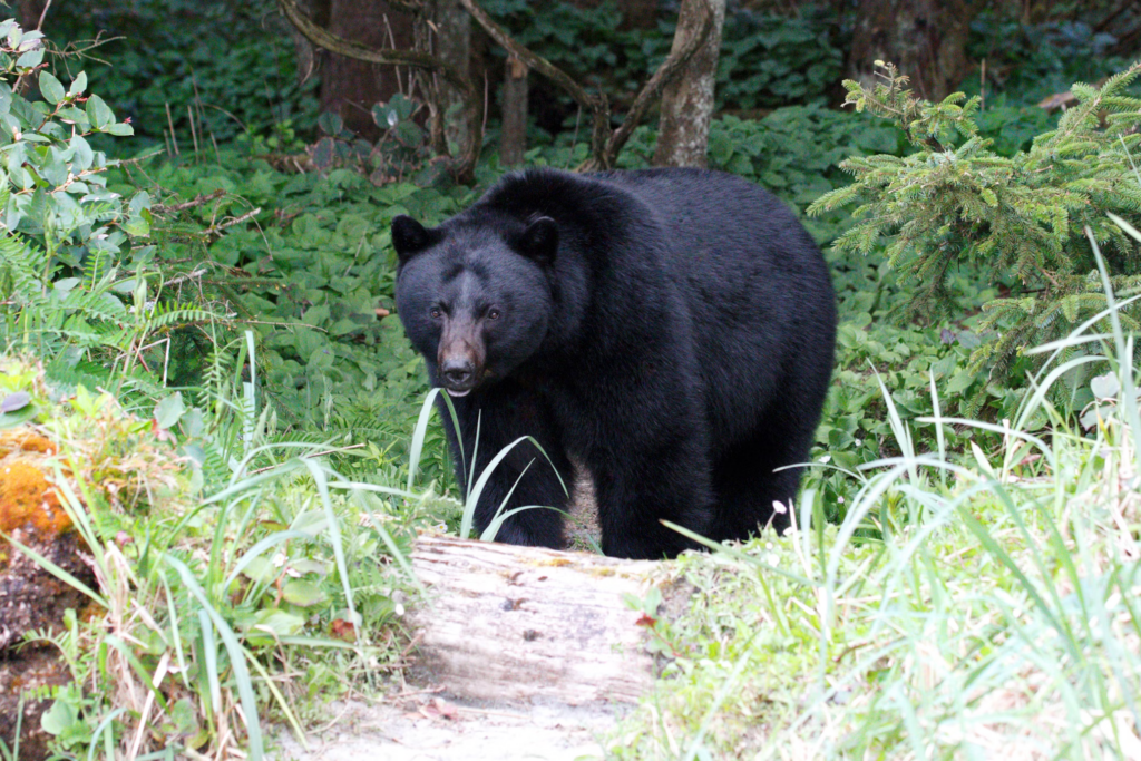 A black bear moves through a dense forest, emphasizing the rising issue of bear attacks in urban areas.