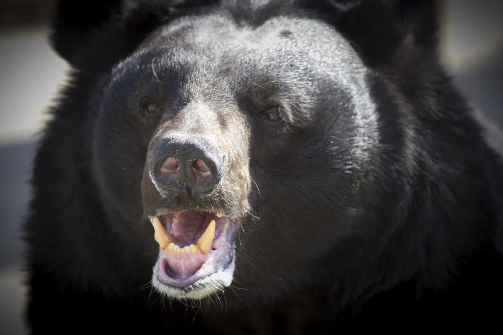 A black bear with its mouth open, displaying its teeth, suggesting a potential threat or aggressive behavior.