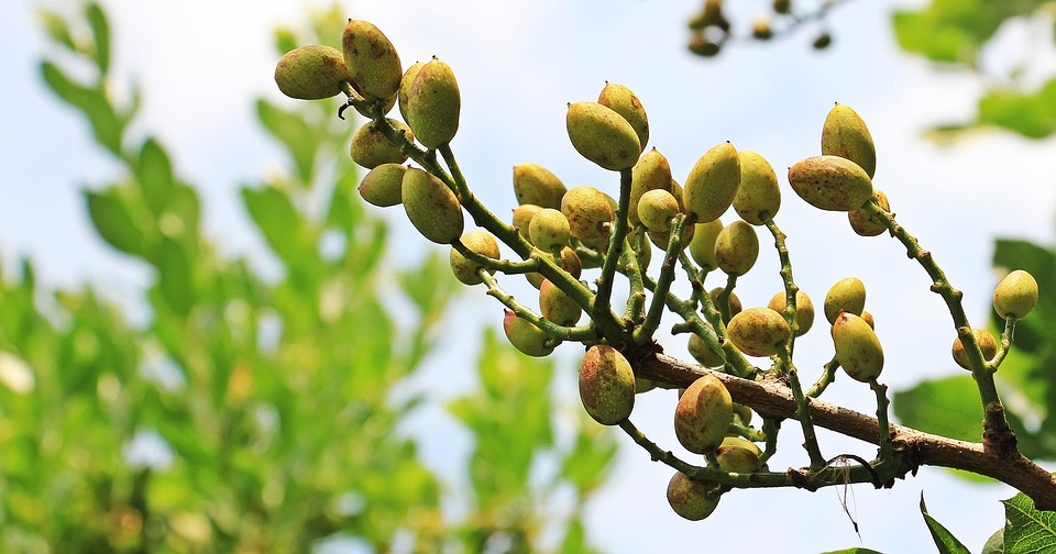 A close-up of a branch laden with clusters of small, green pistachios. The nuts are still in their early stages of development, encased in soft, fuzzy husks. The vibrant green leaves and branches provide a natural backdrop, highlighting the growth and vitality of the Pistachio Tree. The image captures the essence of nature's bounty as the tree nurtures its future harvest under the bright sunlight.