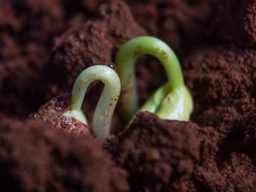Two delicate green shoots emerge from rich, dark soil, symbolizing the early stages of growth. This image captures the essence of new beginnings, much like a Pistachio Tree sprouting and thriving in fertile ground.