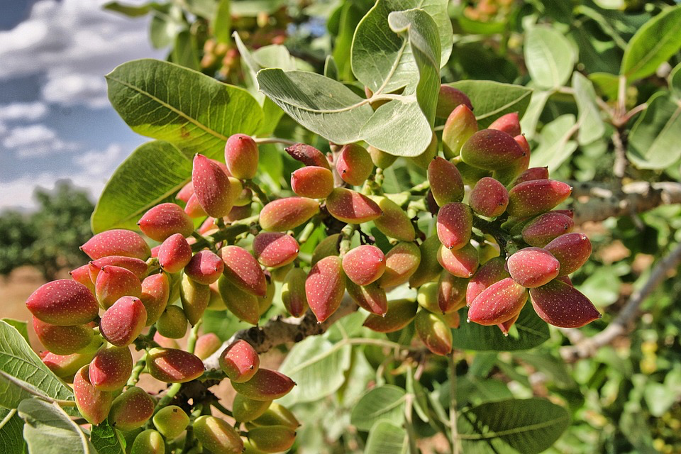 A close-up of a branch filled with clusters of pistachios in various stages of ripening. The nuts display a mix of vibrant red and green hues, indicating their progression towards maturity. Lush green leaves surround the pistachios, providing a natural and healthy environment for their growth. The image captures the essence of a thriving Pistachio Tree, showcasing its bounty under the bright sunlight.
