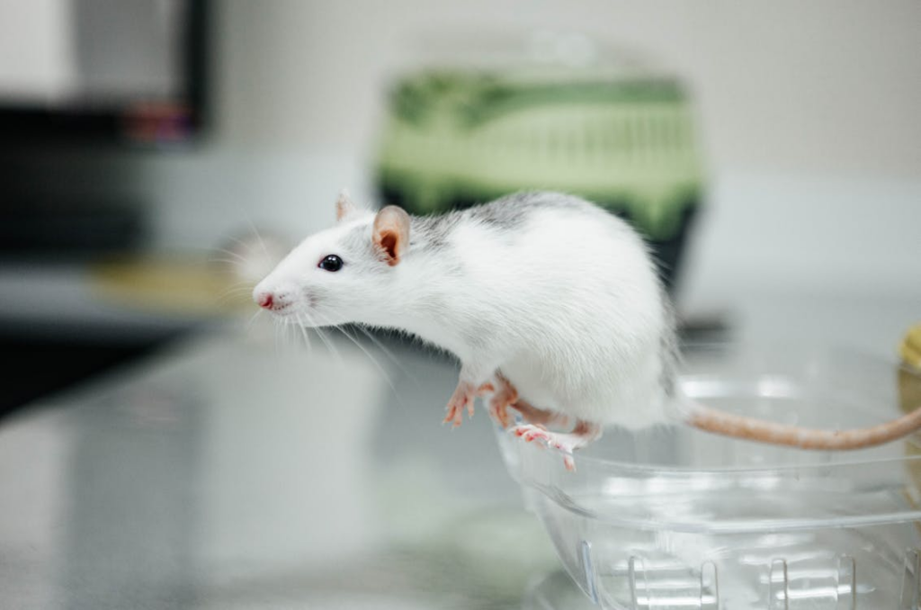 A rat is standing on top of a plastic container