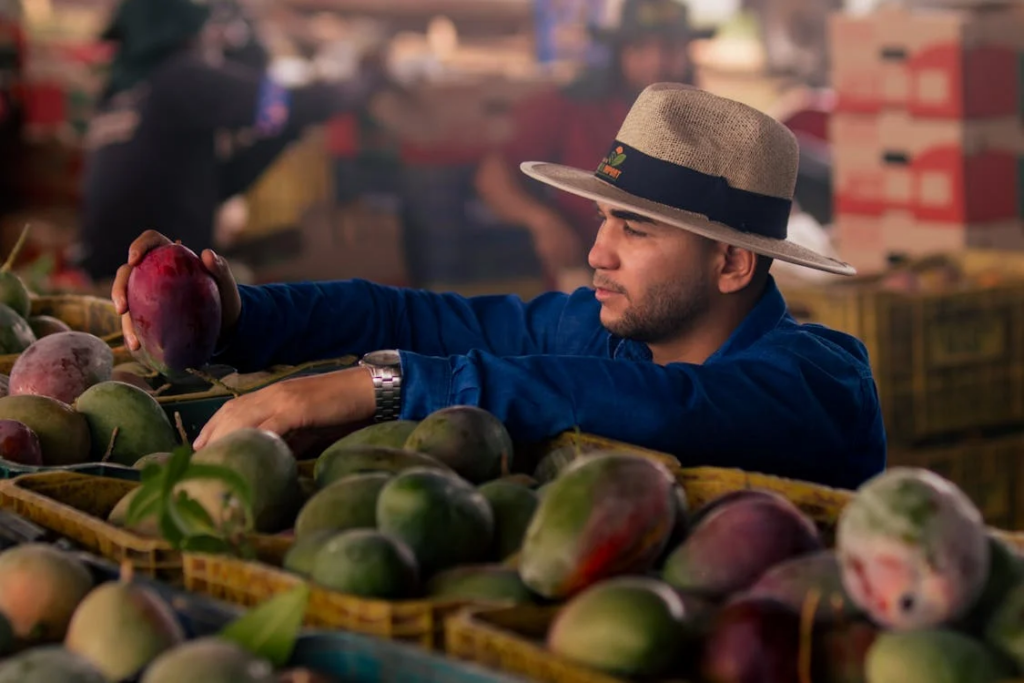 Man selecting ripe mangoes at local market