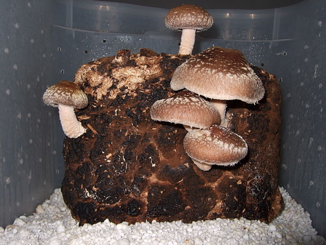 Mushrooms sprouting from a block of dark growing medium showing the black mud on mushrooms in their natural growing environment. This dark substrate is typically peat-based, taking thousands of years to form in natural wetlands.