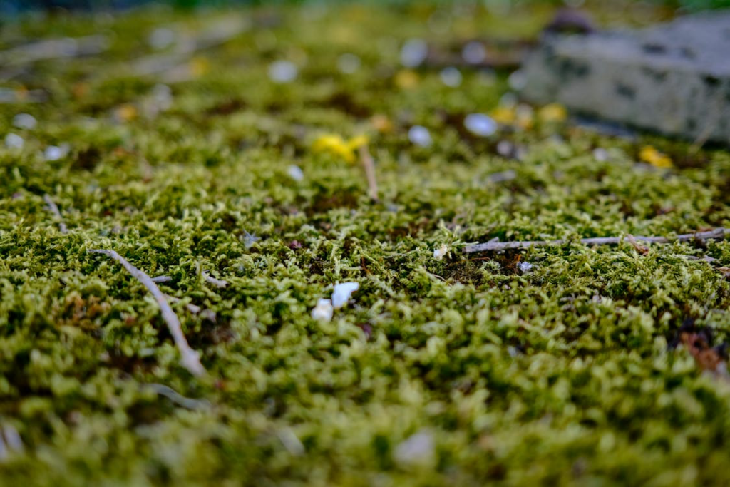 Lush green moss in a peatland ecosystem, representing the vital habitats destroyed when peat is harvested for mushroom growing. These environments store massive amounts of carbon and support unique biodiversity.