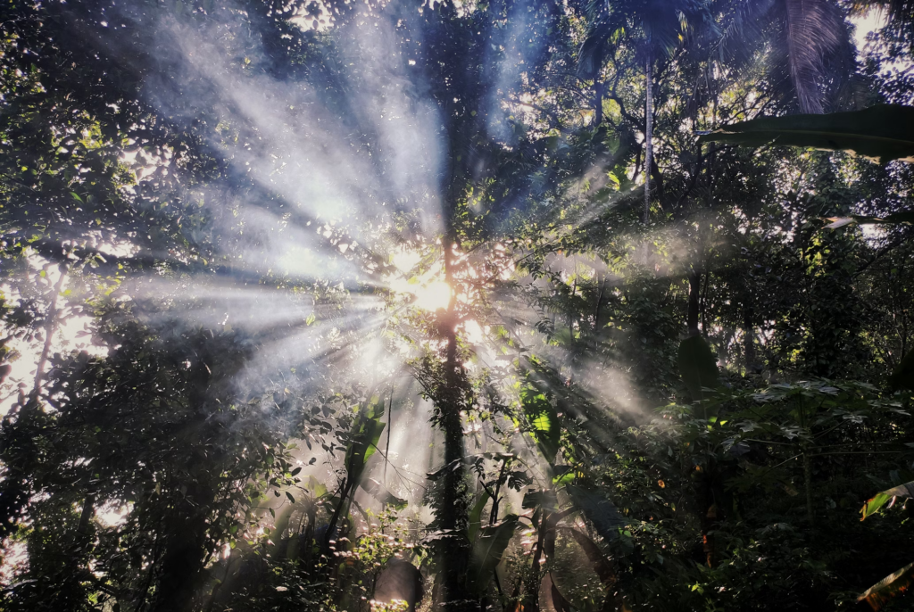 Sunlight breaking through forest canopy, creating dramatic light rays and mist. The spiritual illumination through trees symbolizes enlightenment and higher awareness in nature's sanctuary.