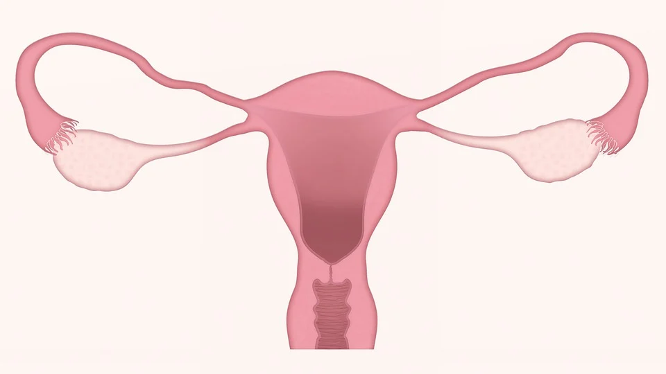 Diagram of the female reproductive system, highlighting the significance of maintaining cervical health for overall well-being.