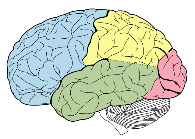 Colorful anatomical illustration of a human brain shown from the side view with different lobes color-coded: blue (frontal), yellow (parietal), green (temporal), and pink (occipital). This type of brain mapping helps visualize the regions affected by neurological conditions like Alice in Wonderland Syndrome.