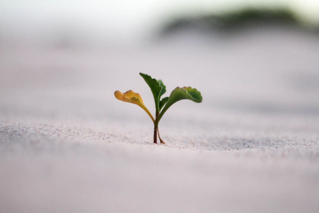 Tiny green seedling sprouting from pale sand or soil, with just a few small leaves emerging, photographed with shallow depth of field representing hope, new beginnings and resilience.