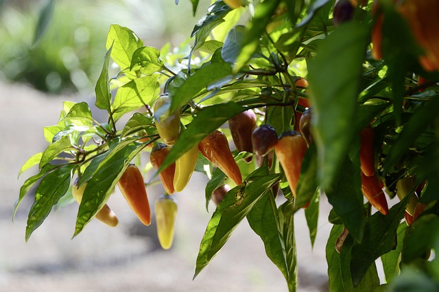 Jalapeño Peppers