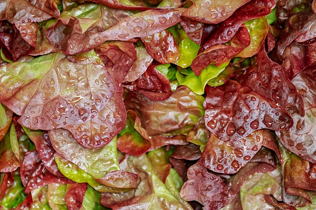 red leaf lettuce