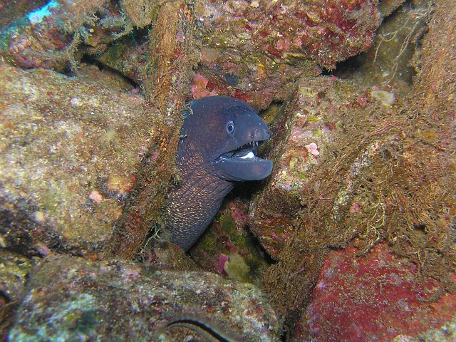 eels