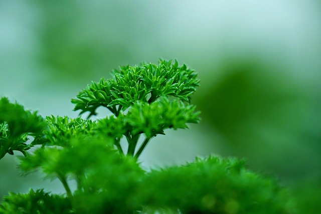 parsley
