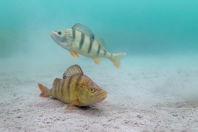 Perch fish