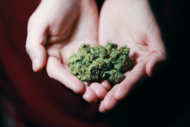 two hands holding cannabis