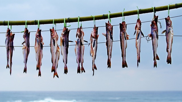 Alaska pollock