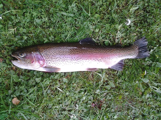 rainbow trout on grass