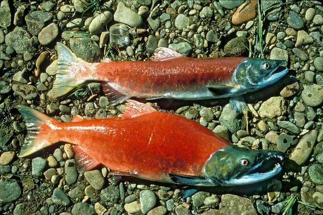 sockeye salmon