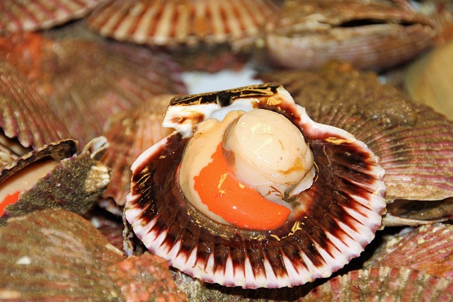 scallop