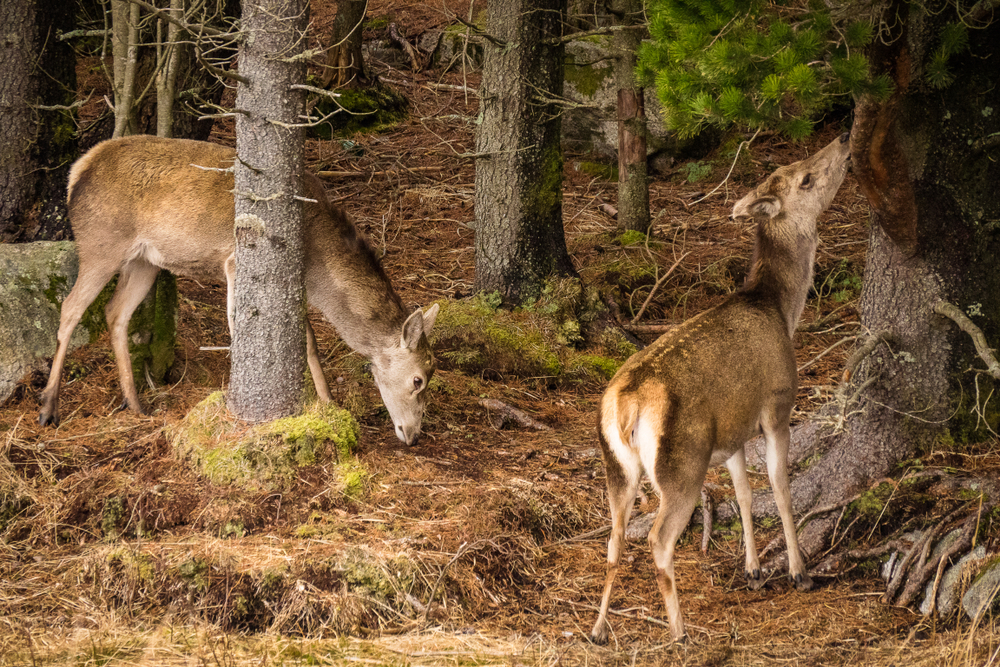 Red deer (Cervus elaphus) eating bark from a tree on the edge of a forest in Glencoe Scotland