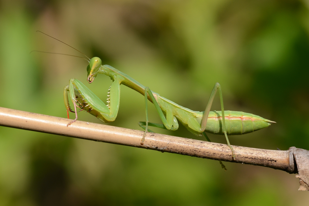 Giant Asian Mantis
