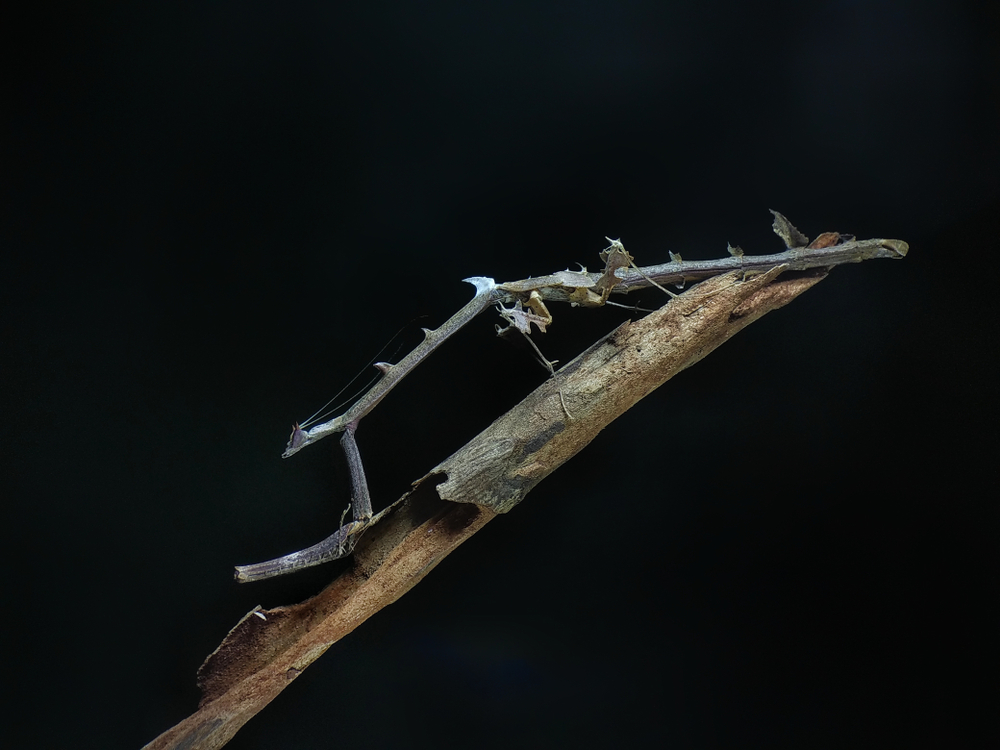 dragon mantis , paratoxodera
