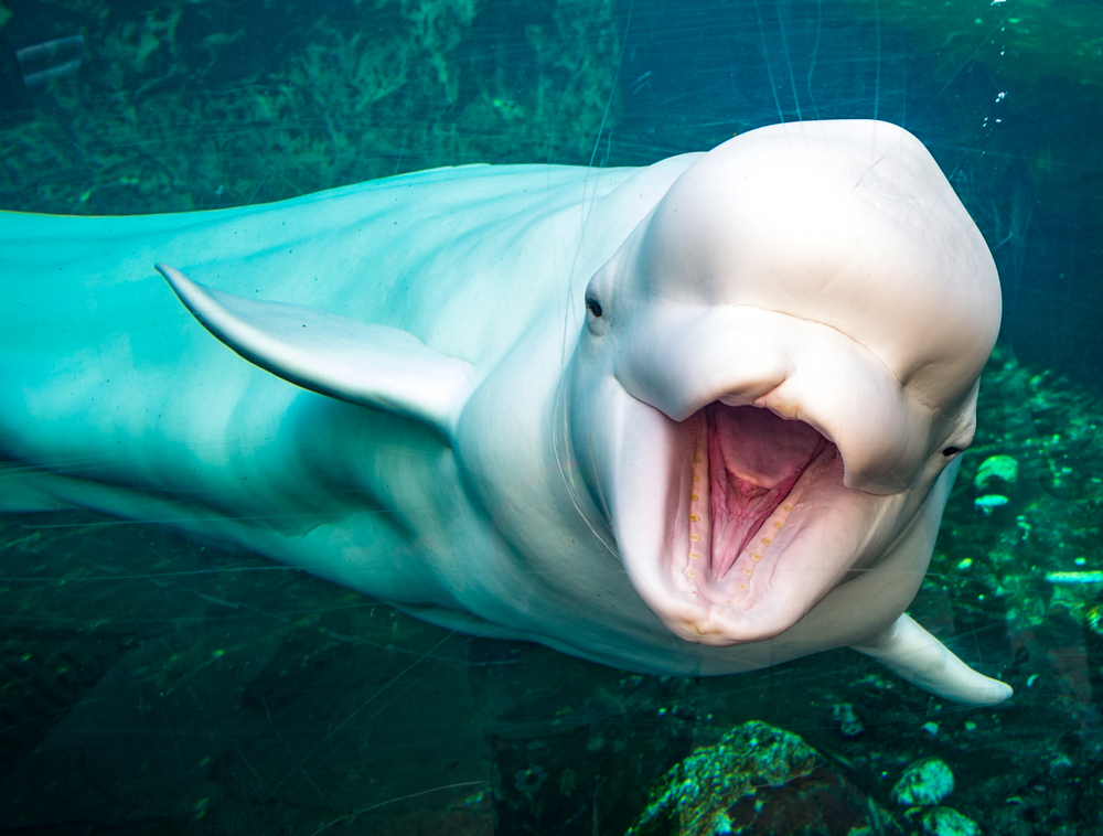 Friendly beluga whale
