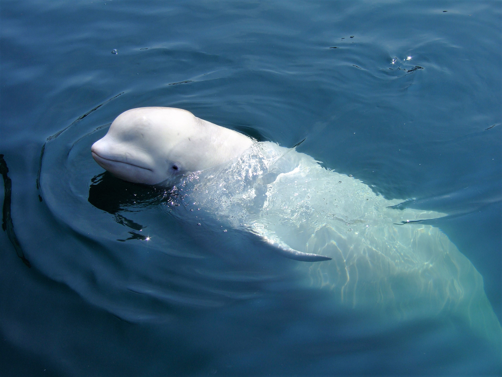 Beluga whale in nature