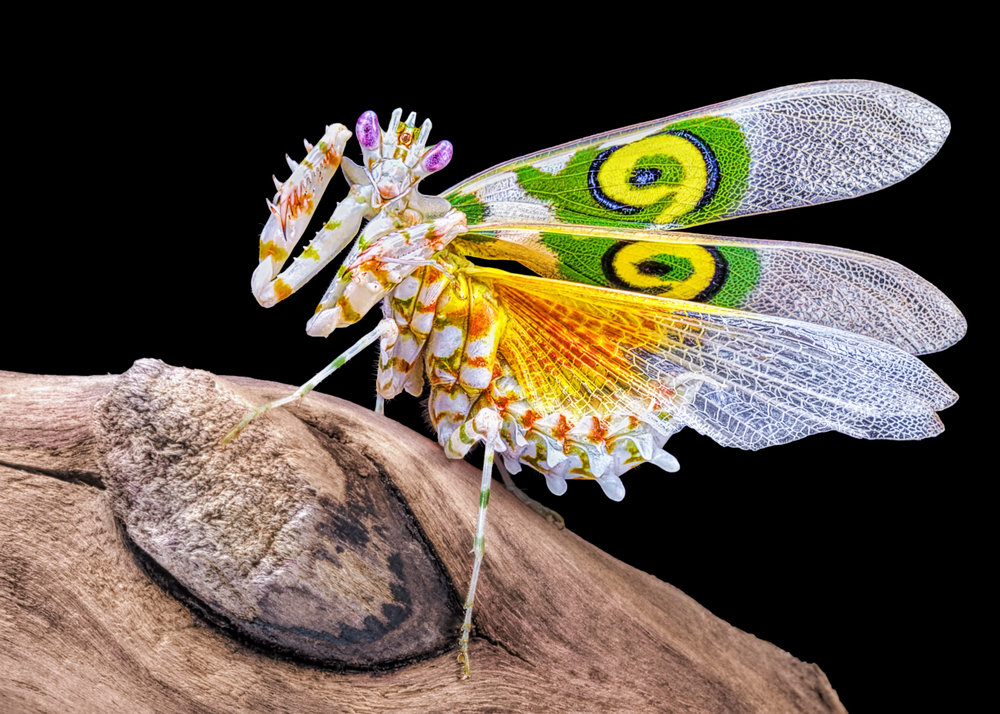 Amazing colorful Pseudocreobotra wahlbergii female. Spiny Flower Mantis show wings on black background
