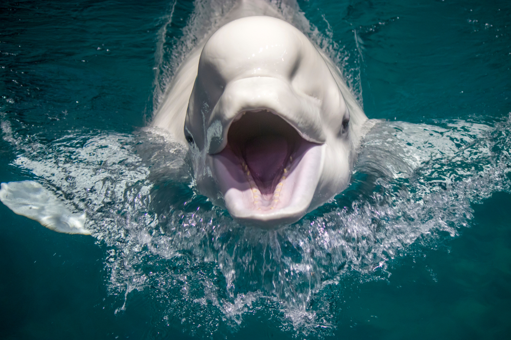 The beluga whale swim and facing the camera in the pool. The beluga whale is an Arctic and sub-Arctic cetacean. It is also known as the white whale, as it is the only marine mammal of this colour